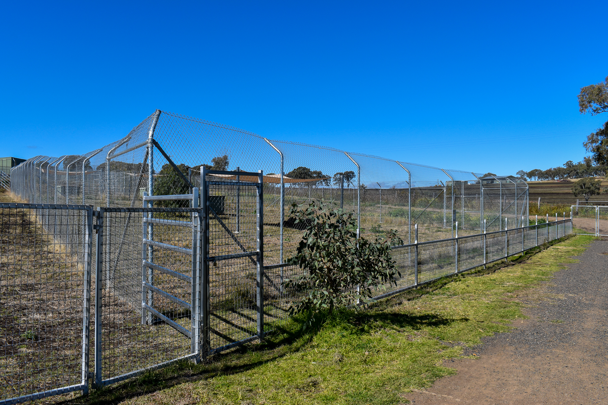 New Maned Wolf Enclosure