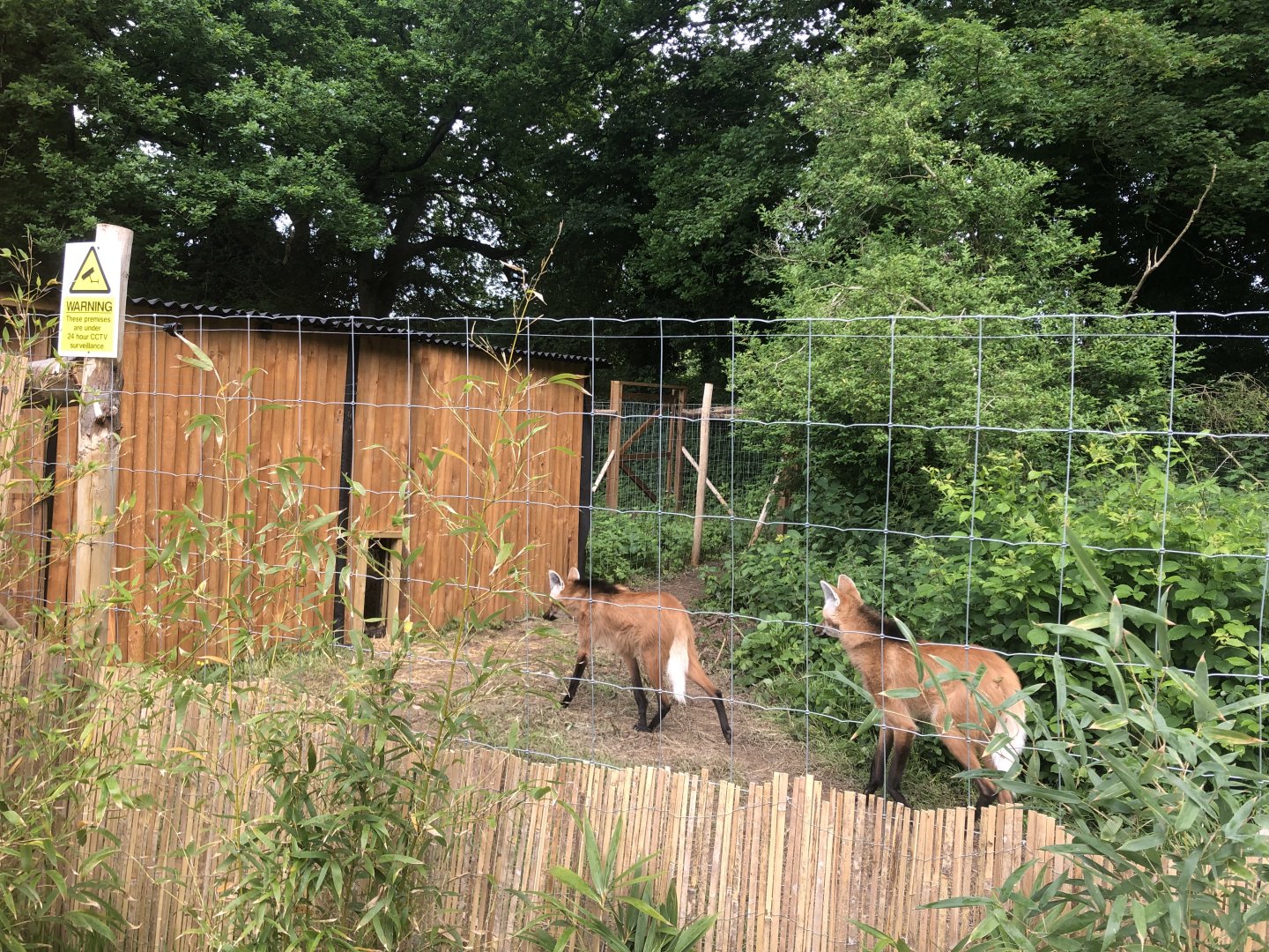 New Maned Wolf Enclosure