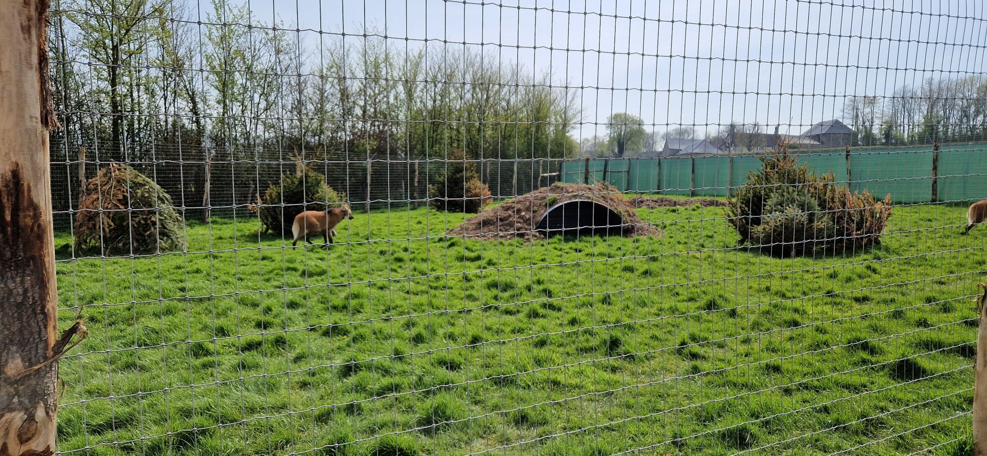 New Maned Wolf exhibit