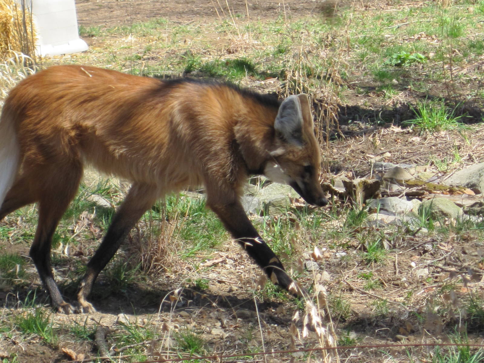 New Maned Wolf