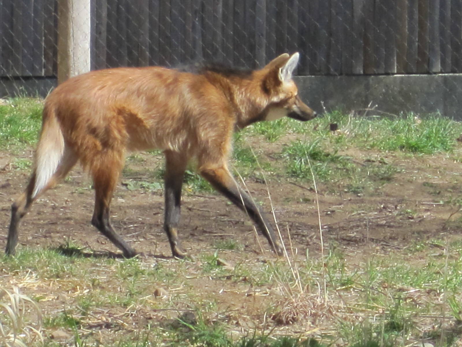 New Maned Wolf