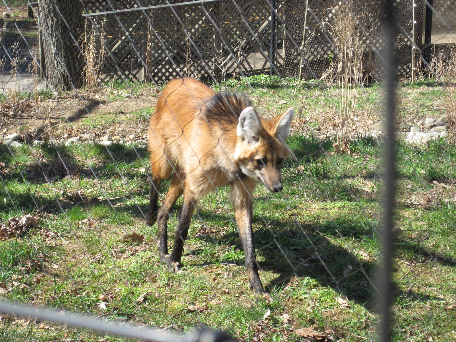New Maned Wolf