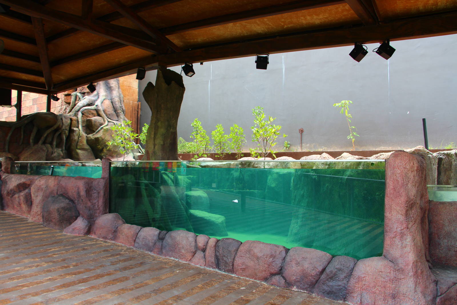 New Mangrove/Coastal Display (Under Construction)