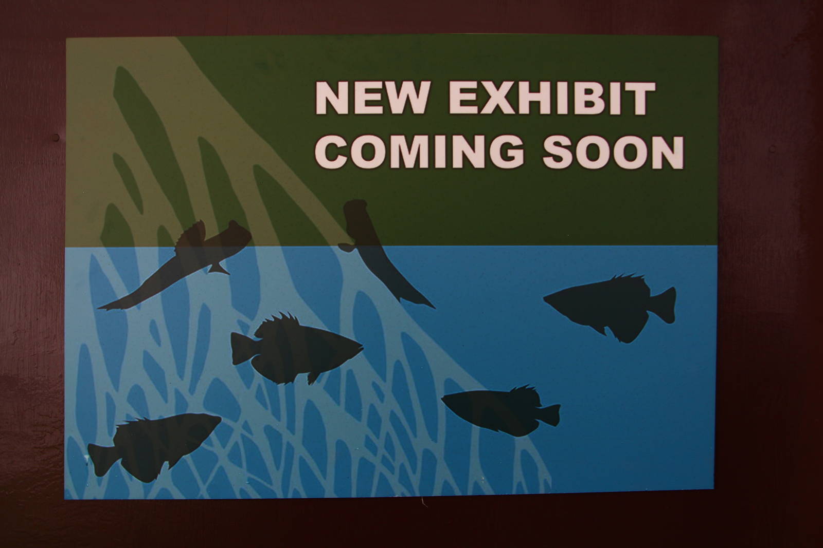 New mangrove display