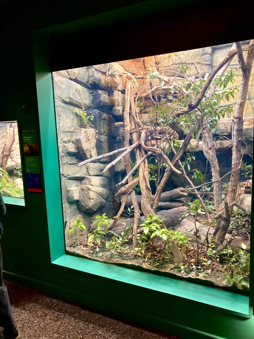 New Mangshan pit viper exhibit