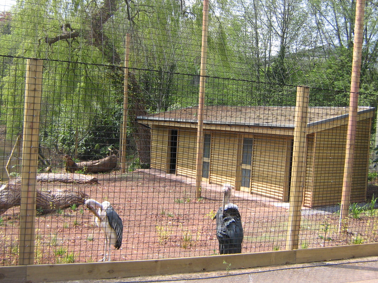 New Marabou Stork house May 2010