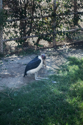 new marabou stork