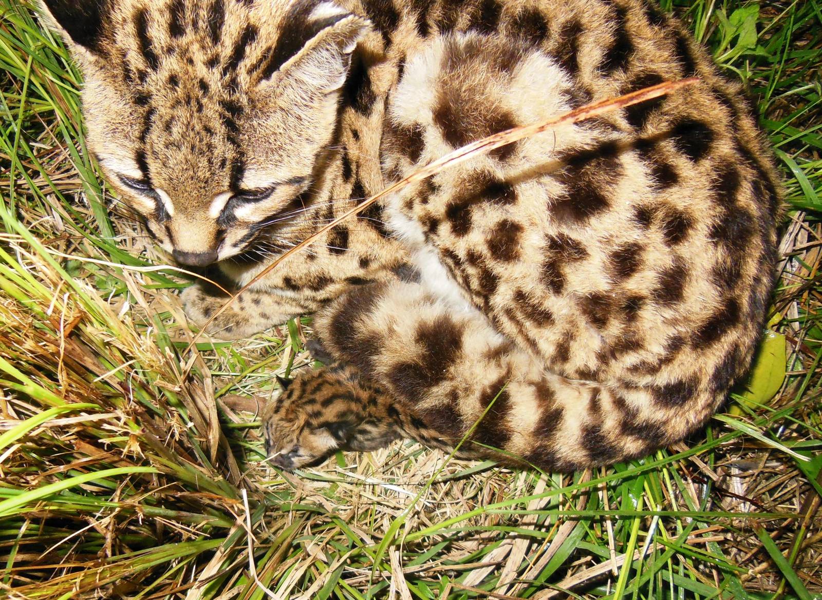 New Margay, born November 1, 2014