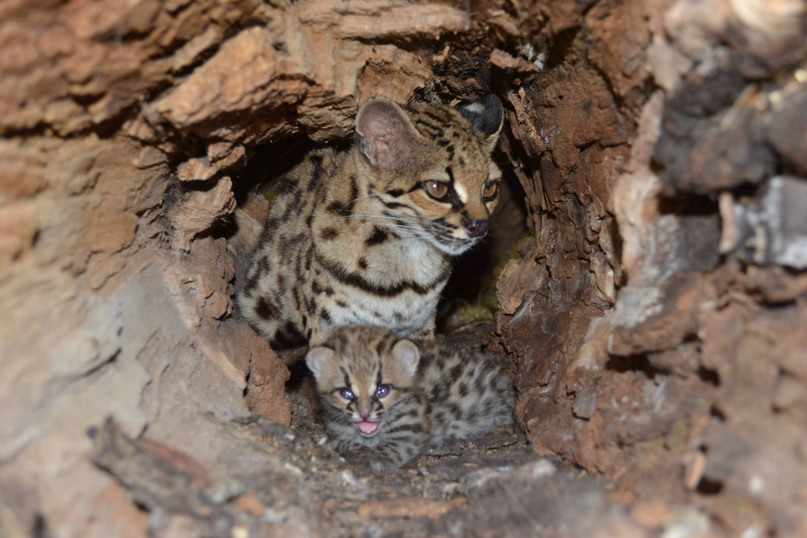 New Margay born