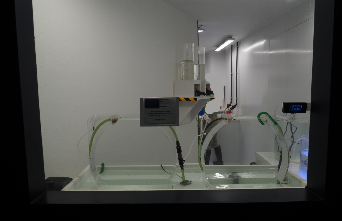 New marine nursery - Jellyfish raising tanks, 2020-09-03