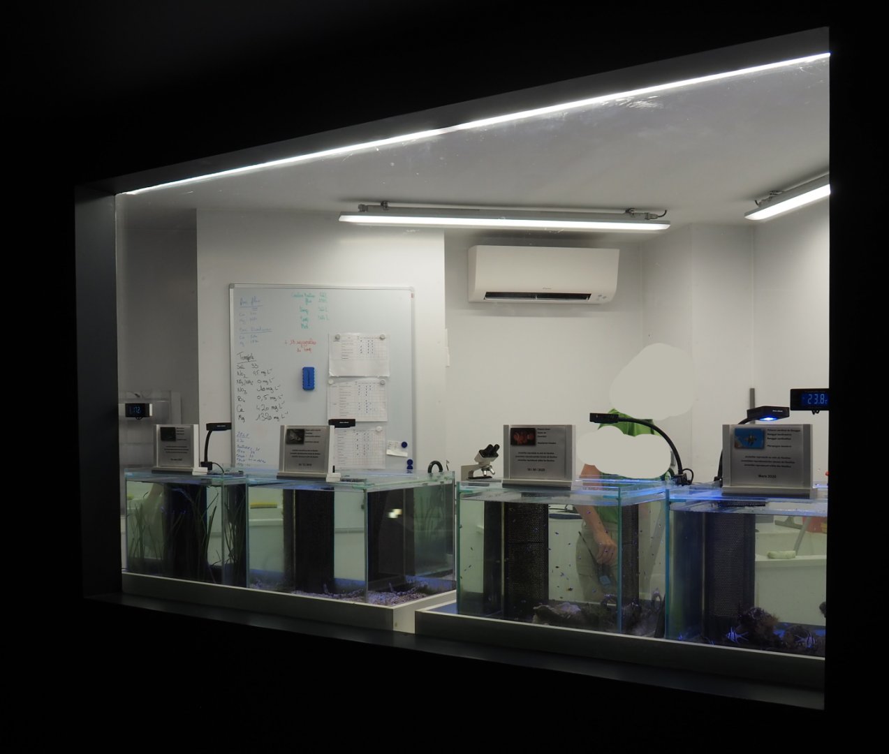 New marine nursery - Juvenile fish tanks, 2020-09-03