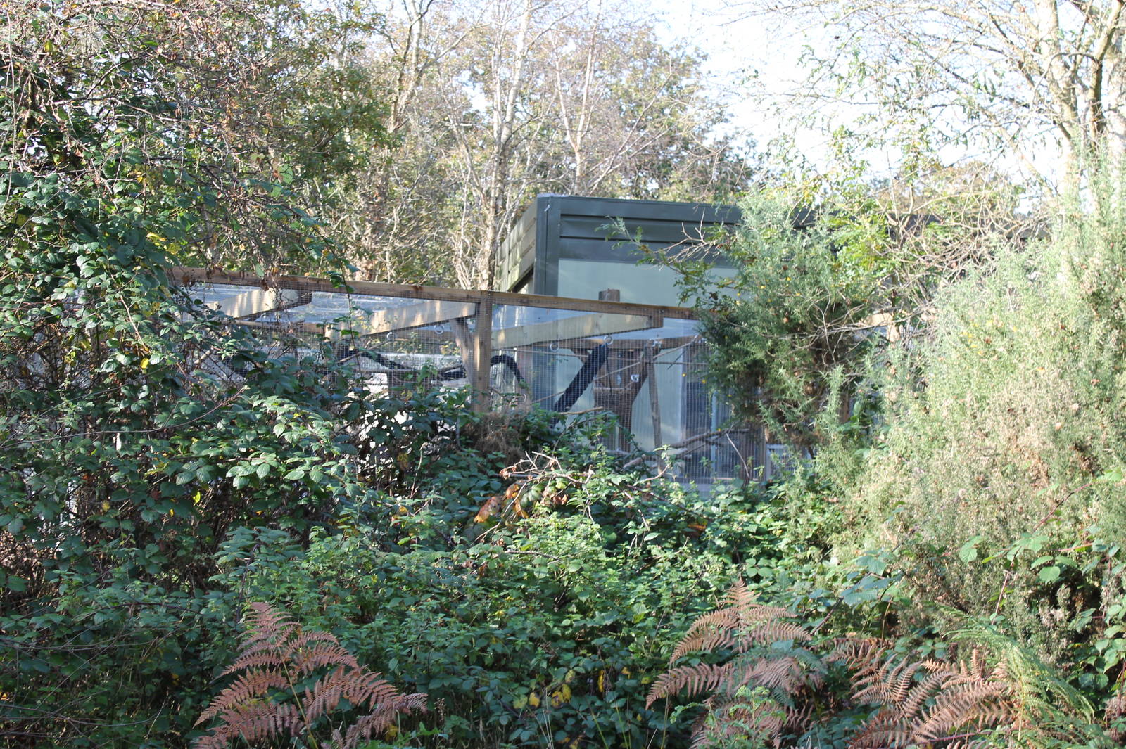 New Marmoset Complex