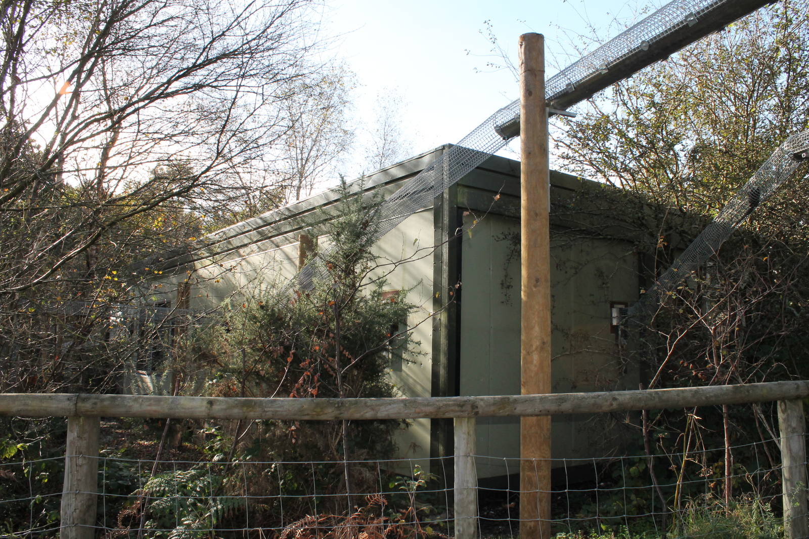 New Marmoset Complex