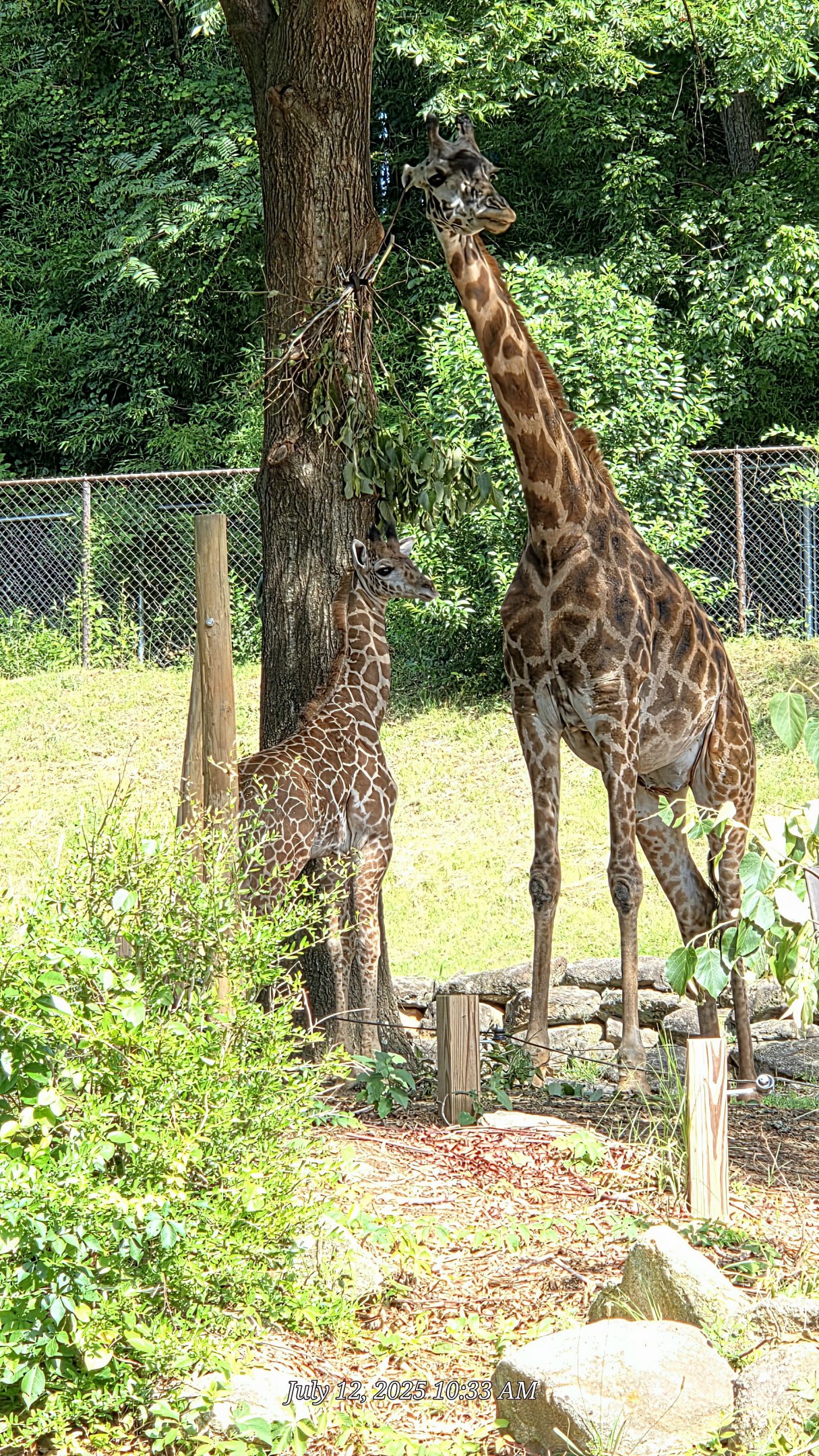 New Masai Giraffe Calf - Greenville Zoo