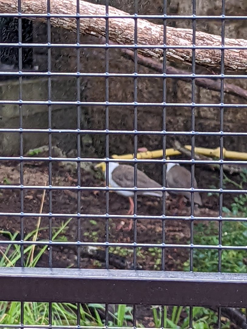 New!! Masked Lapwings at the Greensboro Science Center