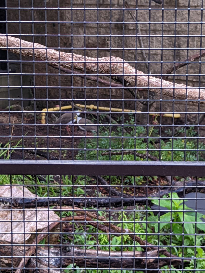 New!! Masked Lapwings at the Greensboro Science Center