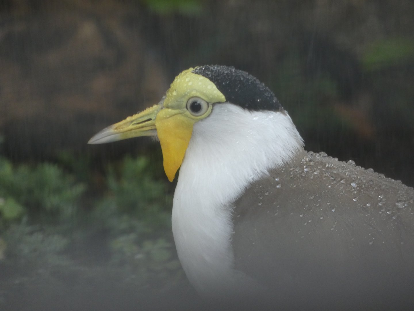 NEW- Masked Lapwings at the Greensboro Science Center