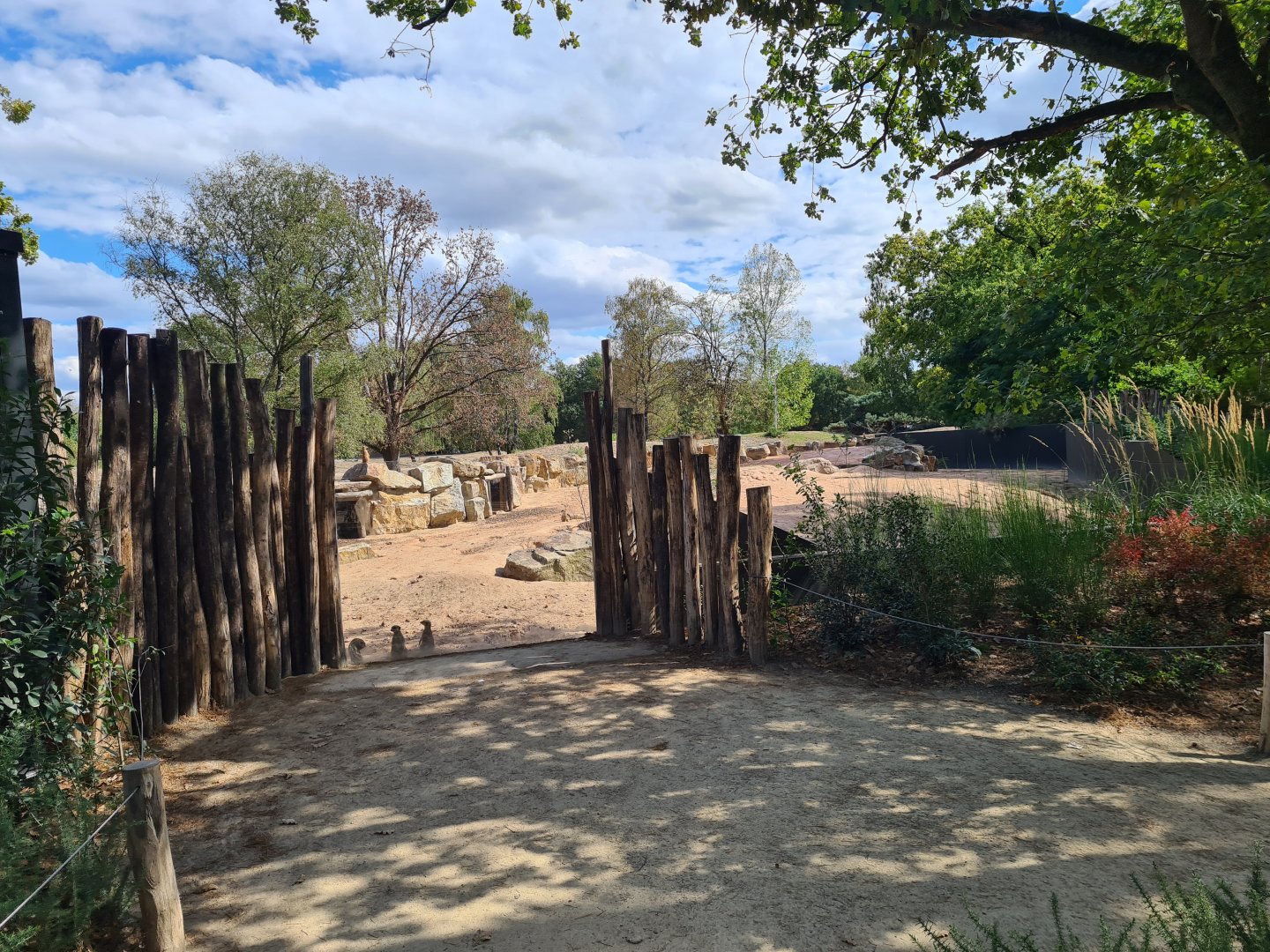 New Meerkat and Bat-eared fox enclosure