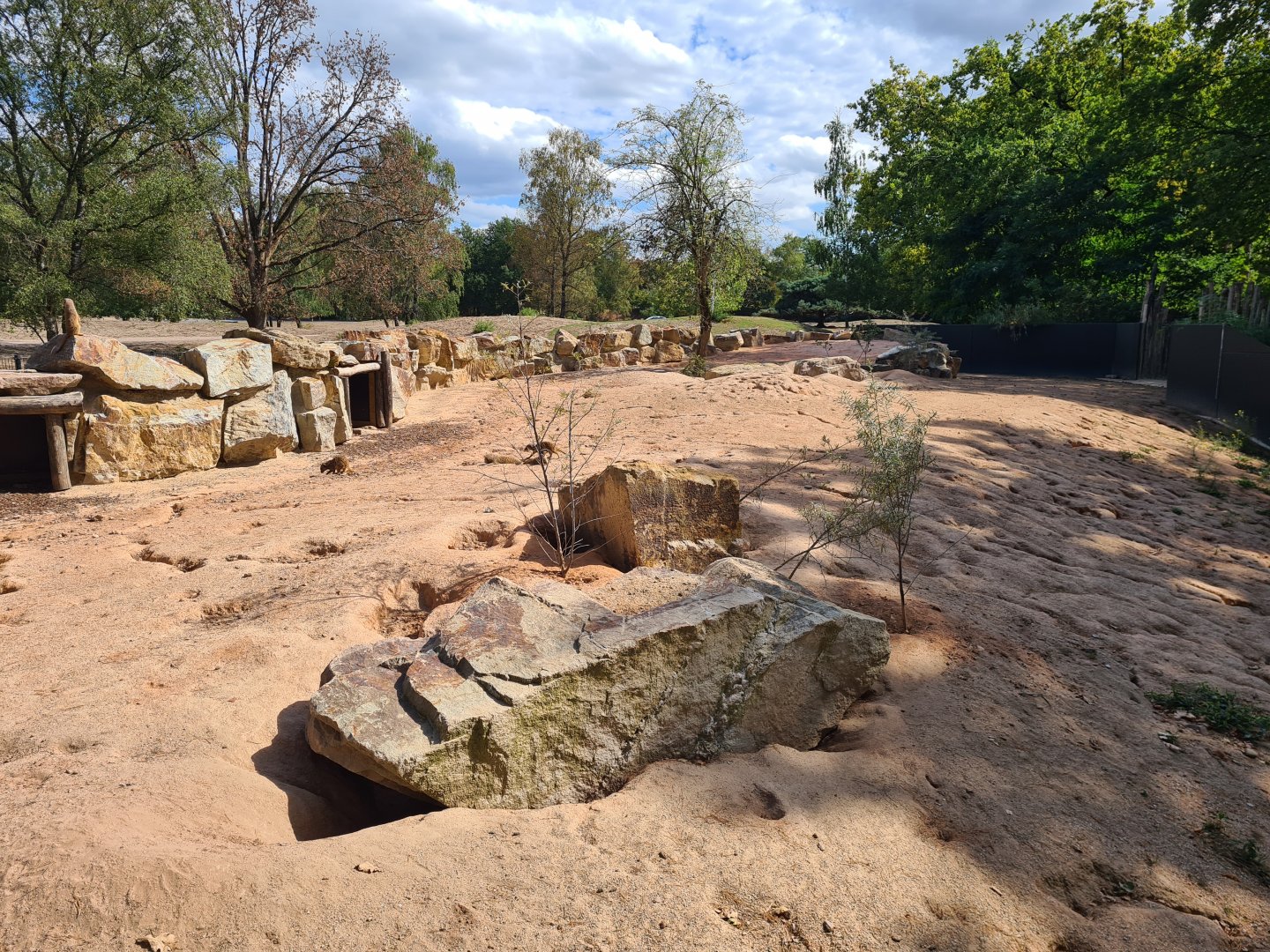 New Meerkat and Bat-eared fox enclosure