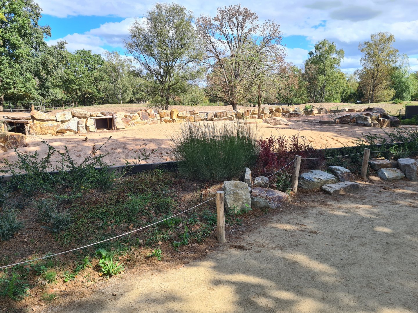 New Meerkat and Bat-eared fox enclosure