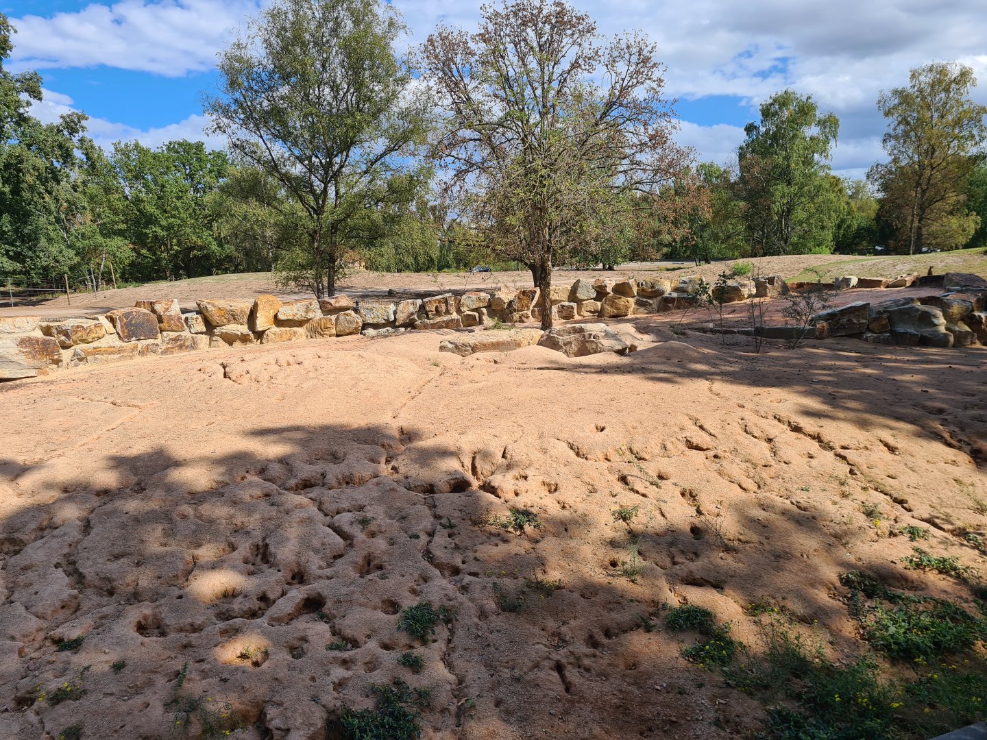 New Meerkat and Bat-eared fox enclosure