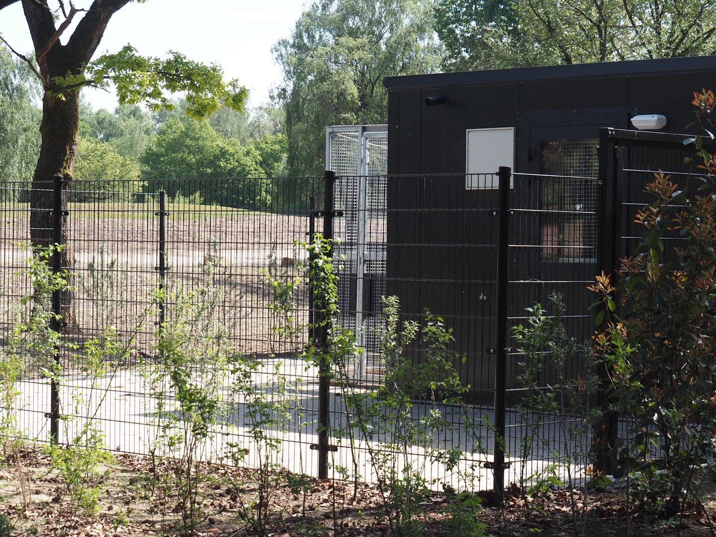 New Meerkat and Bat-eared fox house and off-show cages, 2025-04-30