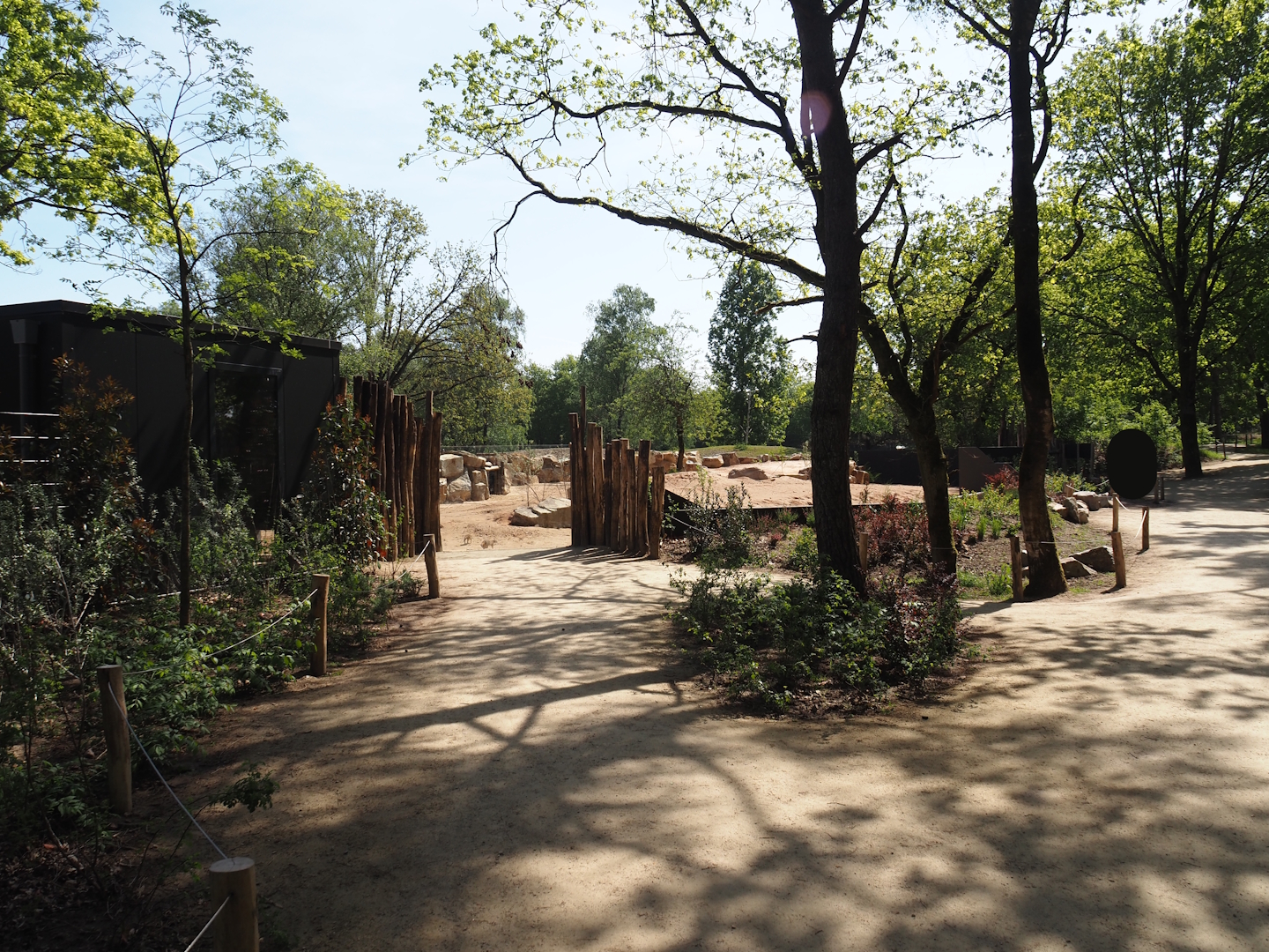 New Meerkat and South African bat-eared fox exhibit, 2025-04-30