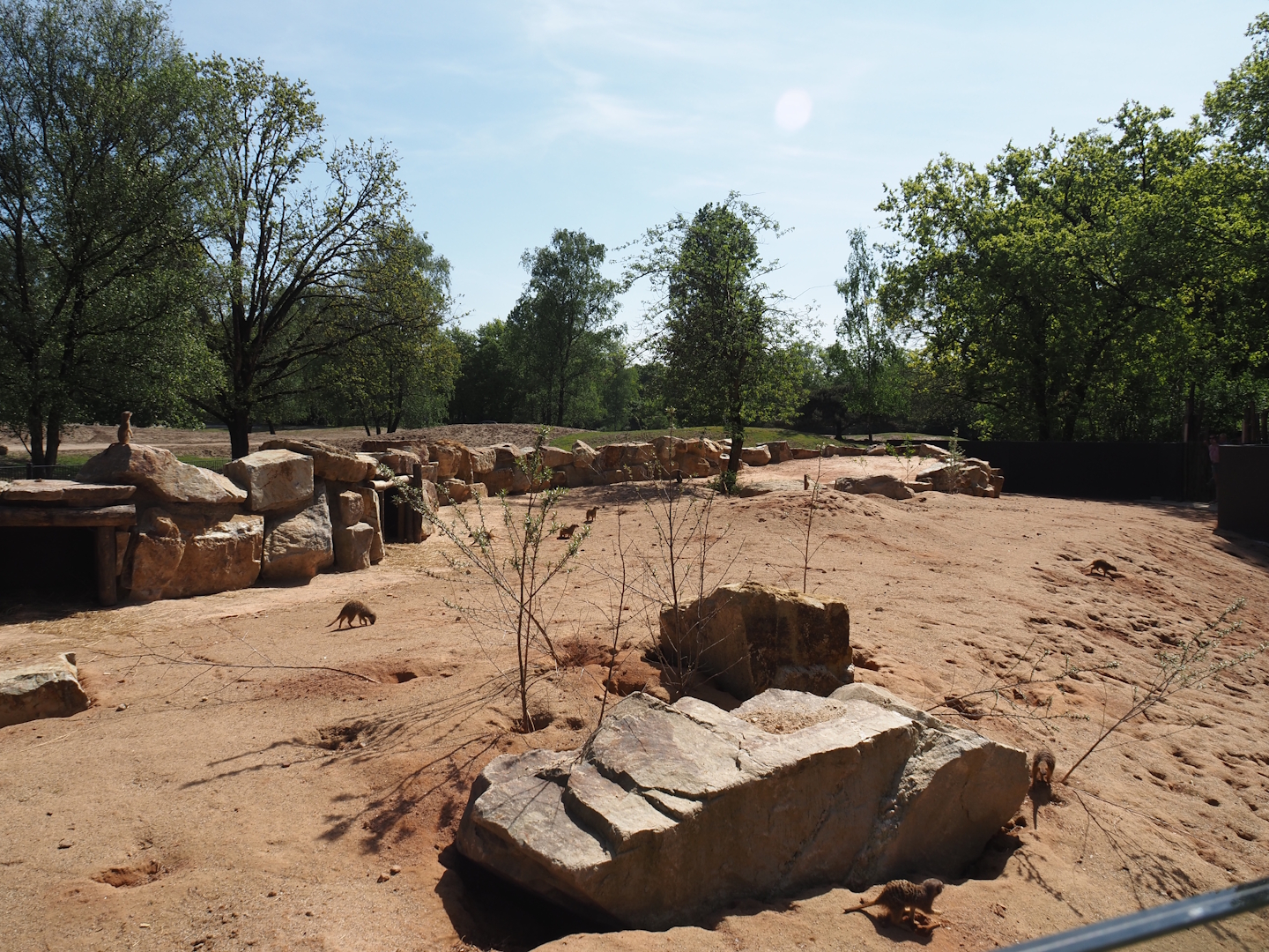 New Meerkat and South African bat-eared fox exhibit, with mixed savanna exhibit behind it, 2025-04-30