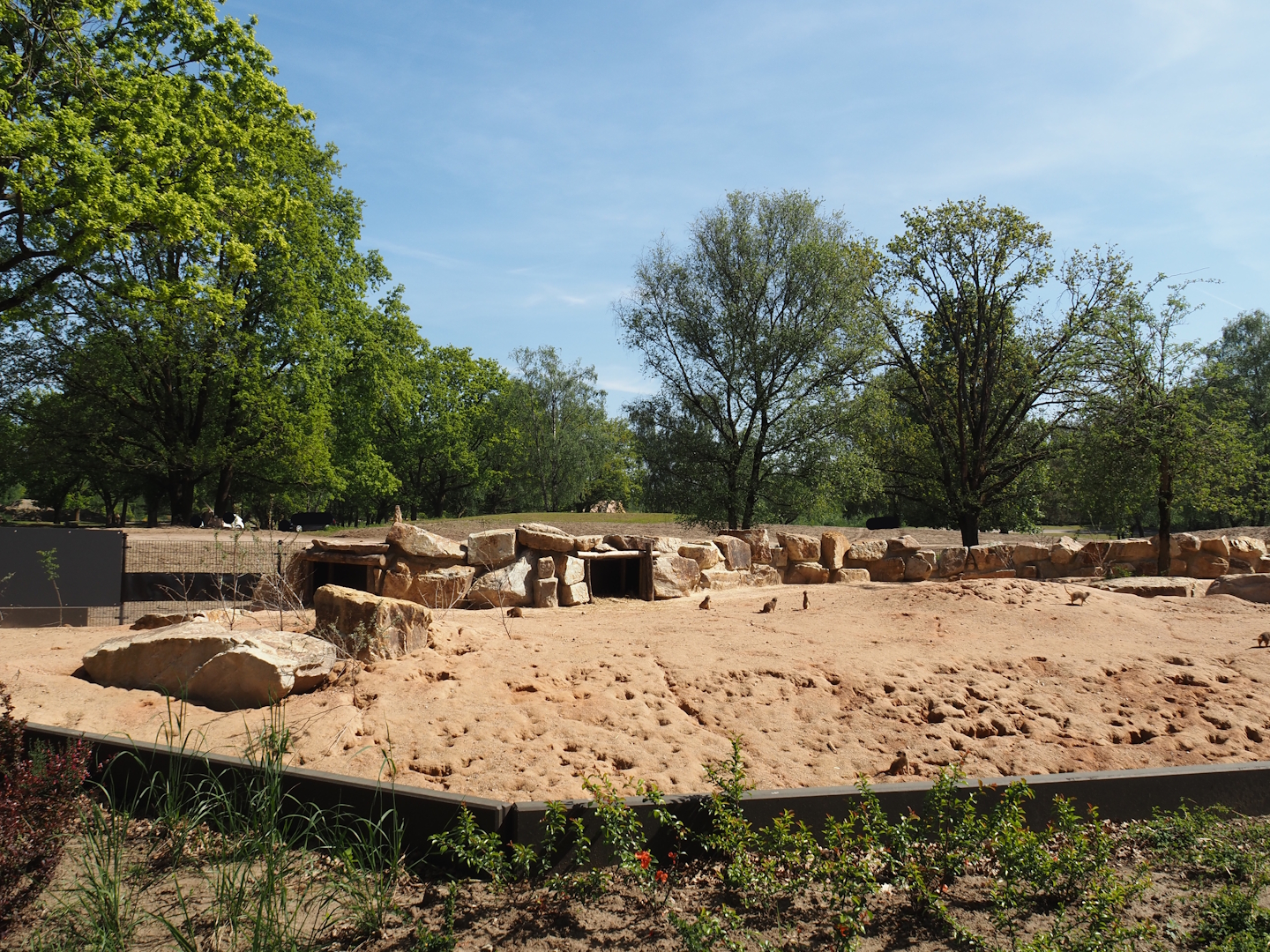 New Meerkat and South African bat-eared fox exhibit, with mixed savanna exhibit behind it, 2025-04-30