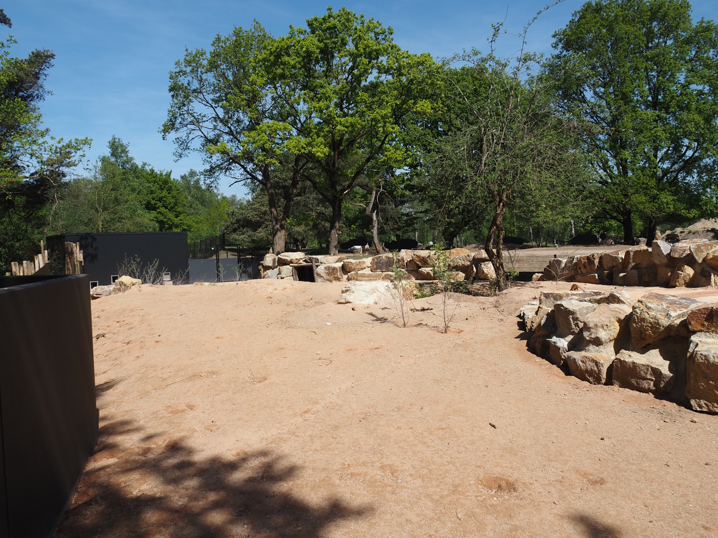 New Meerkat and South African bat-eared fox exhibit, with mixed savanna exhibit behind it, 2025-04-30