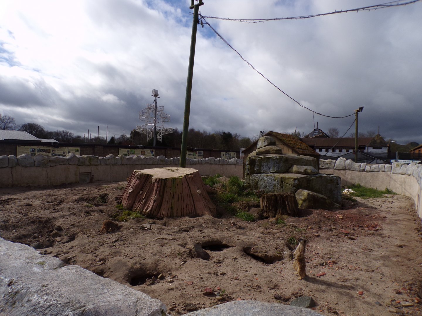New meerkat enclosure (formerly mongoose) 12.4.24