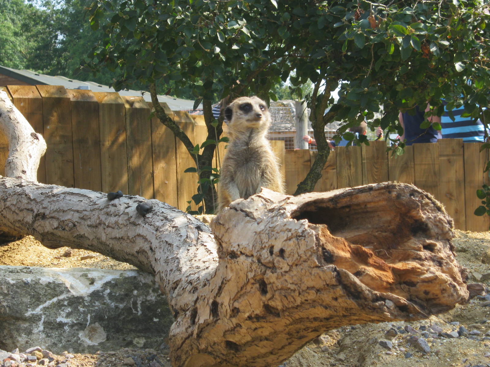 New Meerkat enclosure