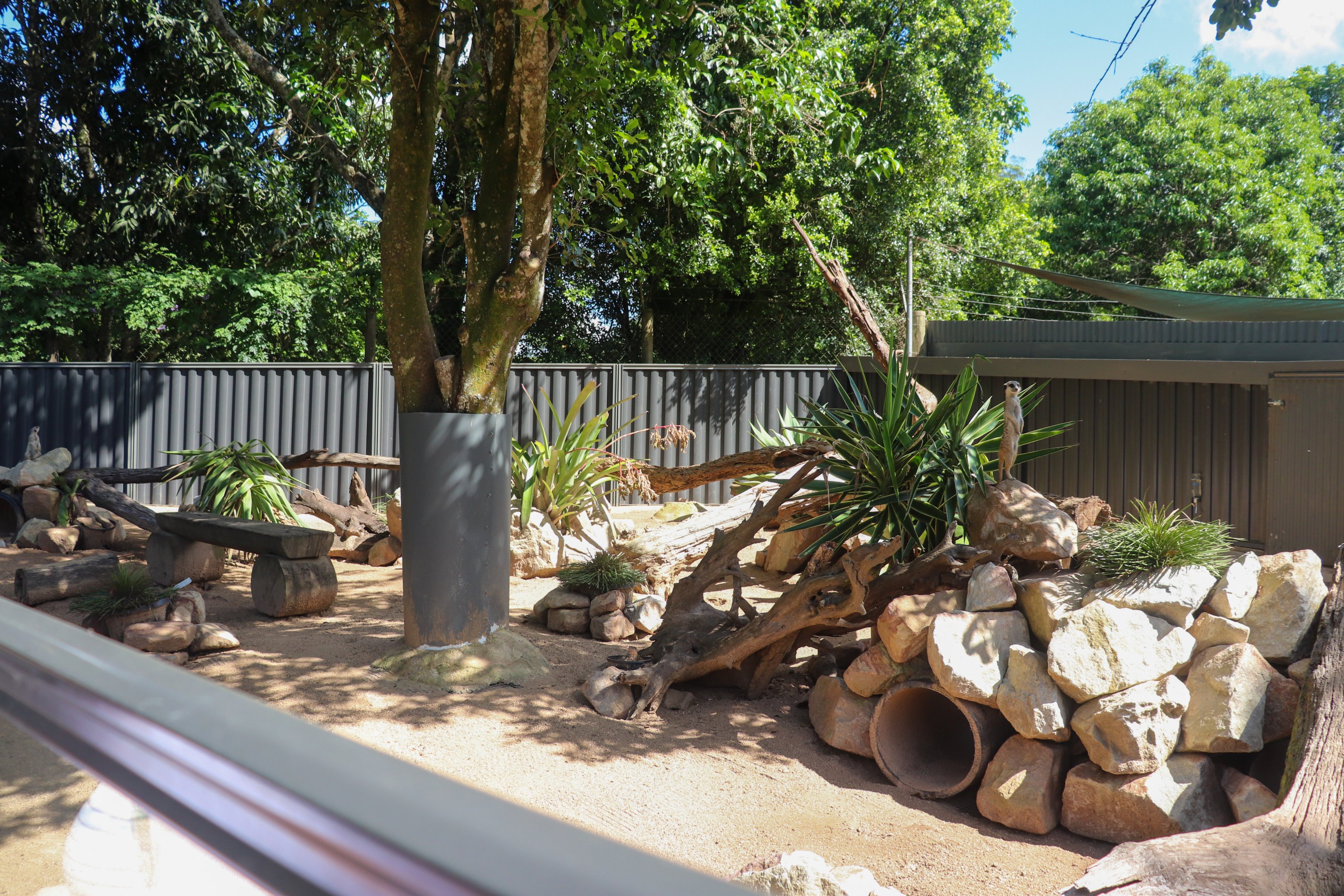 New Meerkat Enclosure