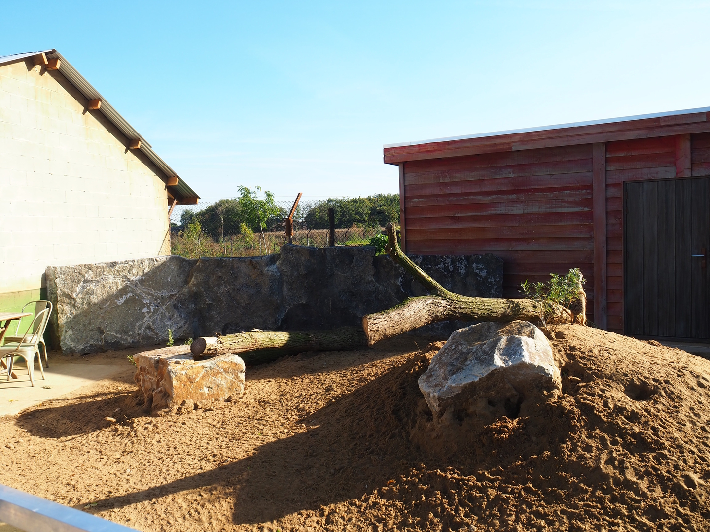 New meerkat exhibit, 2022-10-09