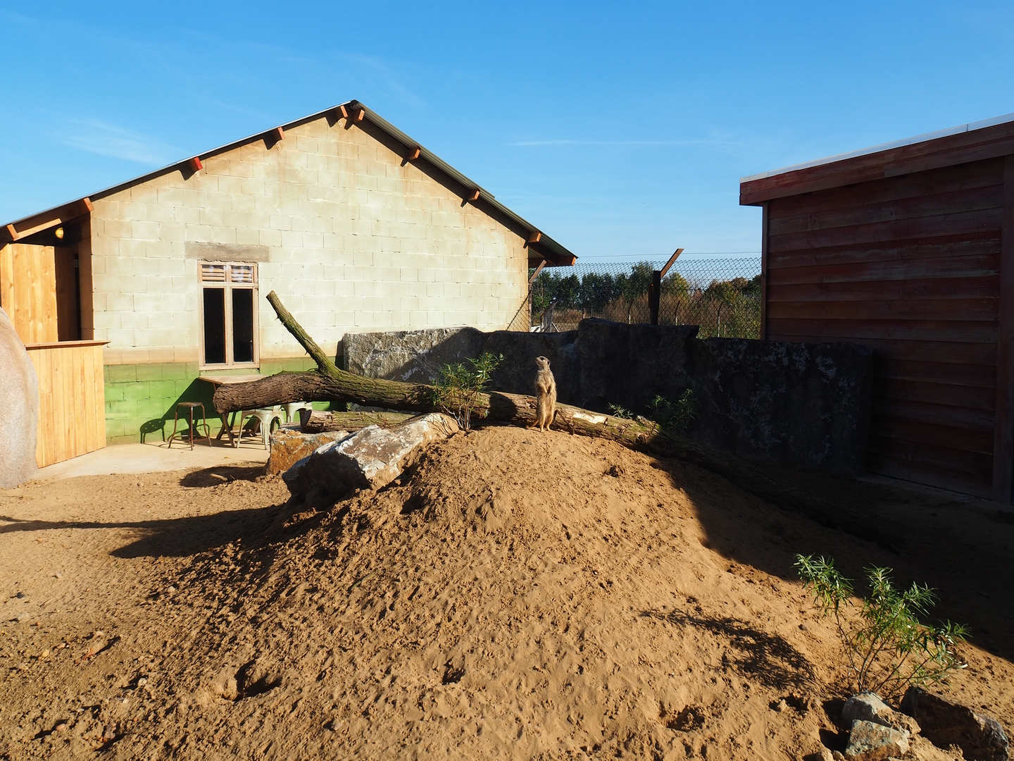 New meerkat exhibit, 2022-10-09