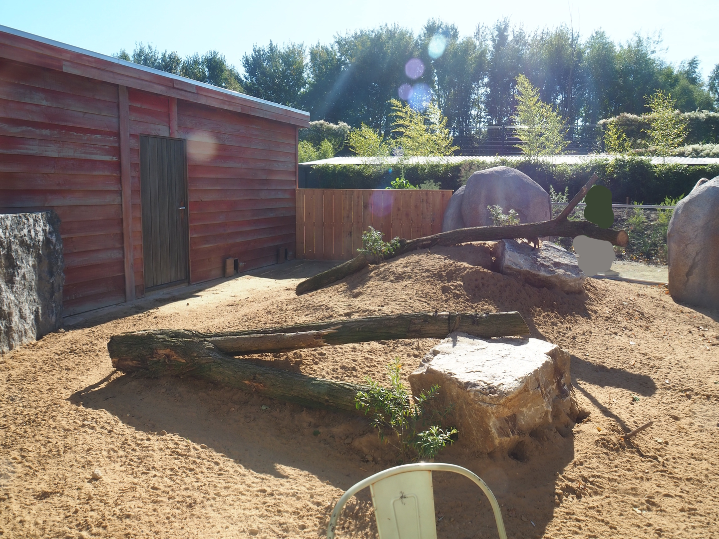 New meerkat exhibit, 2022-10-09