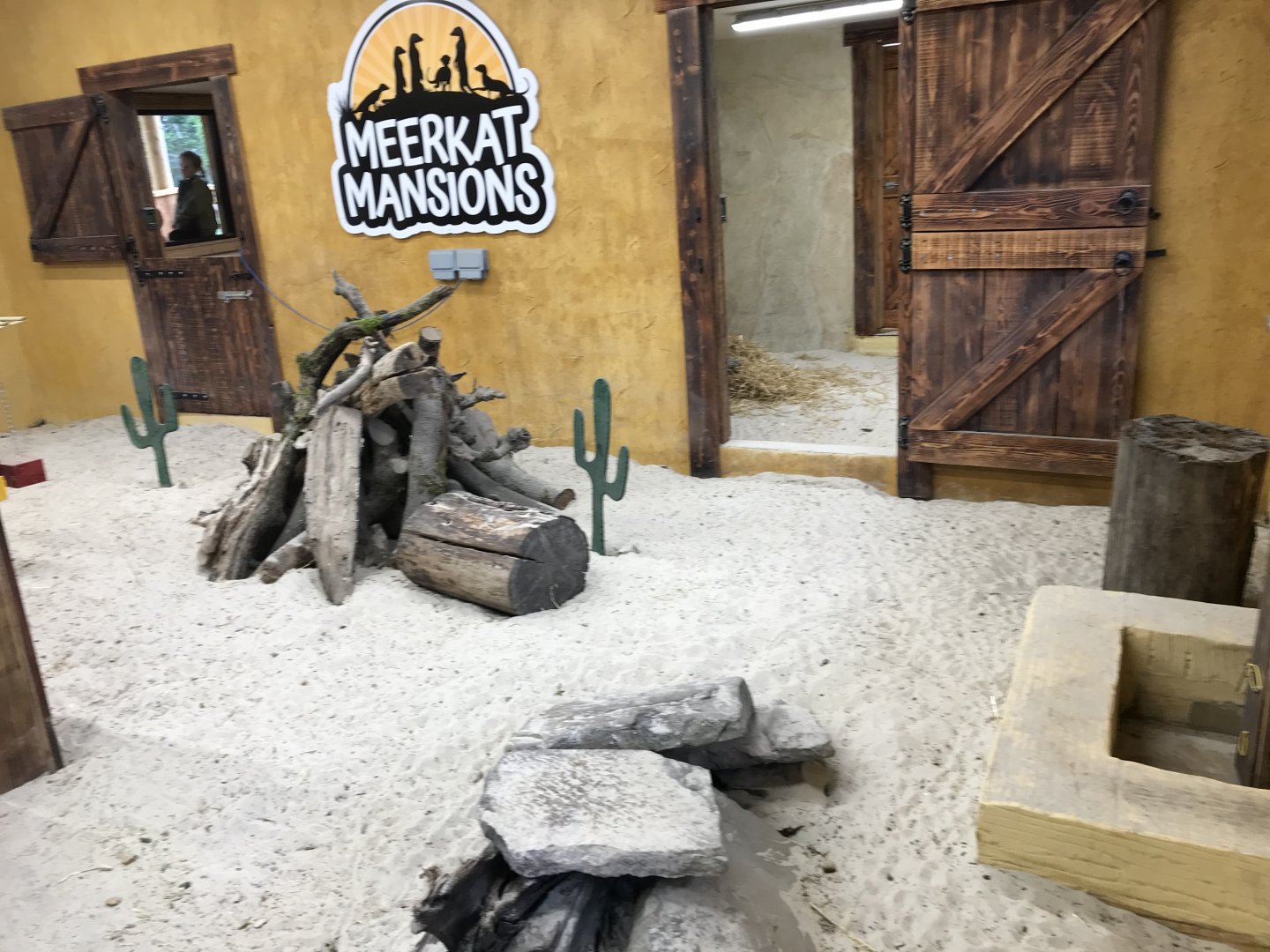 New meerkat indoors (2)