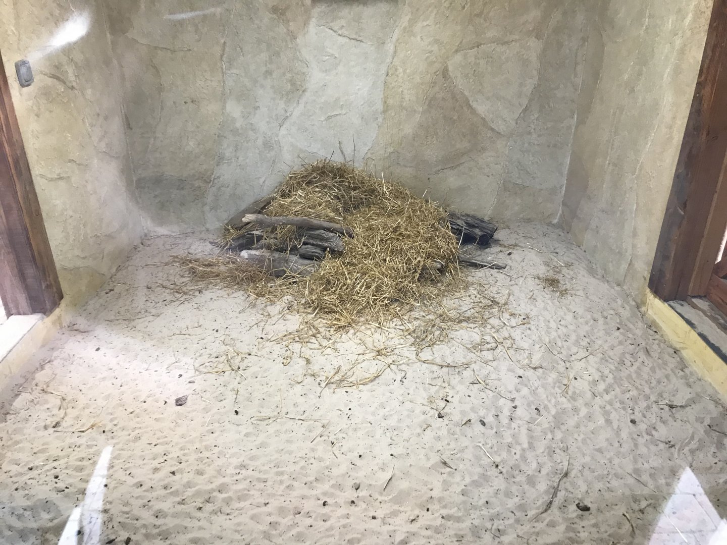 New meerkat indoors (3)