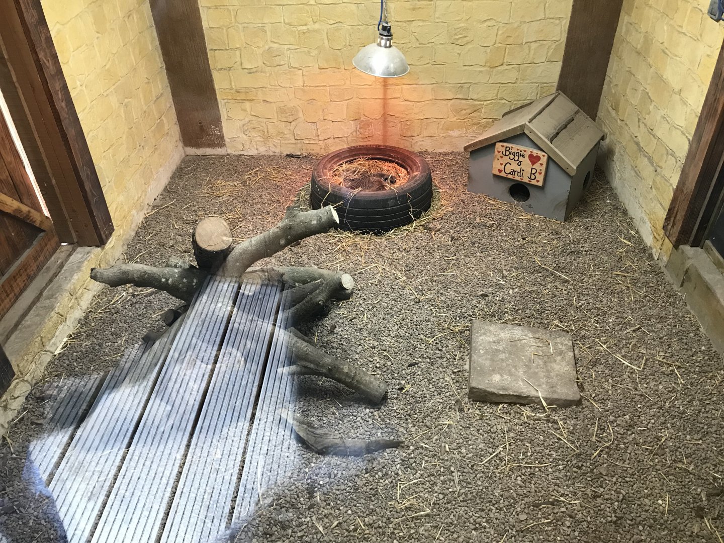 New meerkat indoors (4)