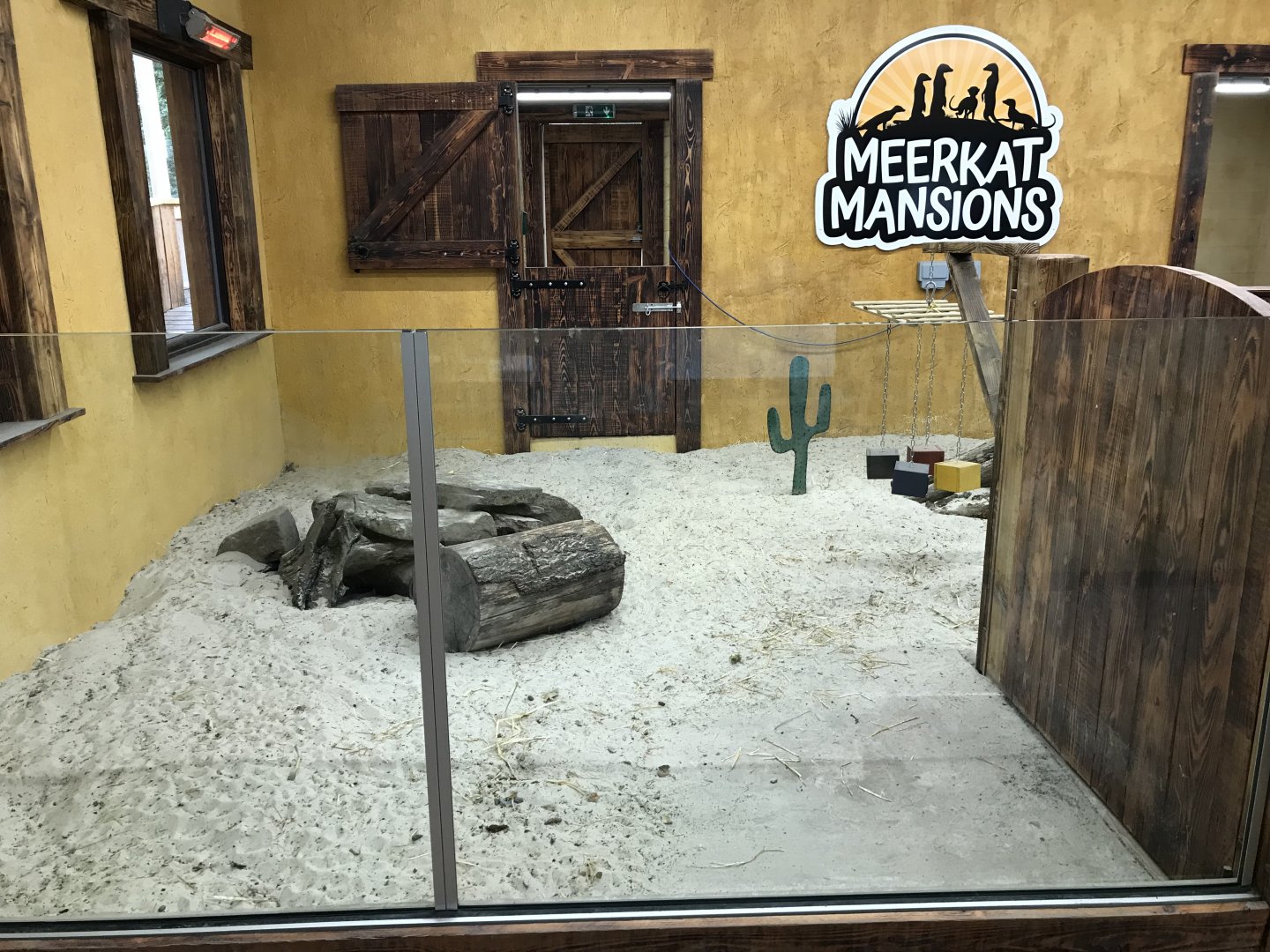 New meerkat indoors