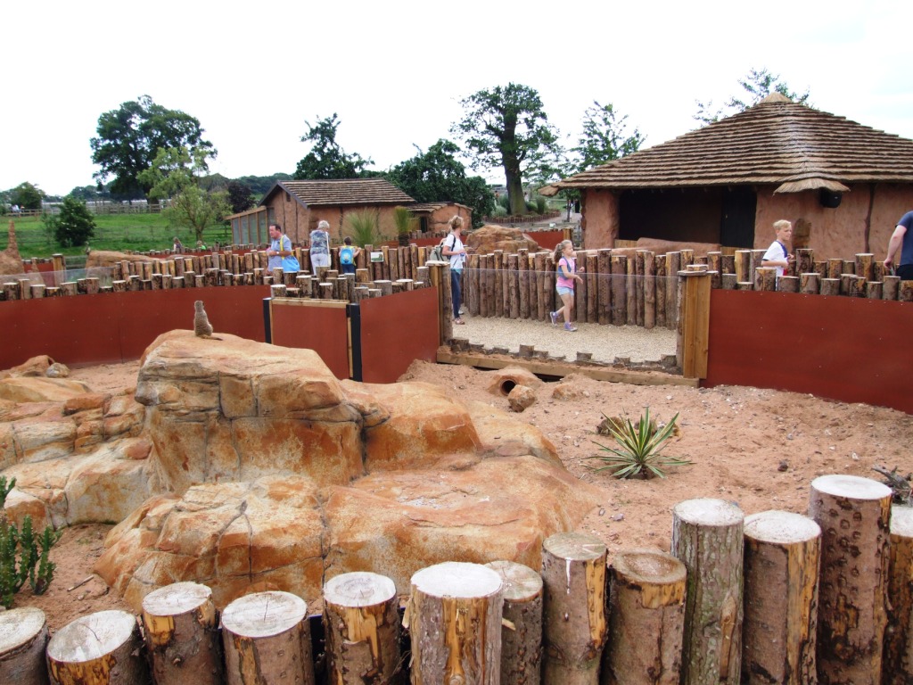 New Meerkat/Yellow Mongoose Complex at Yorkshire WP, 21/06/14