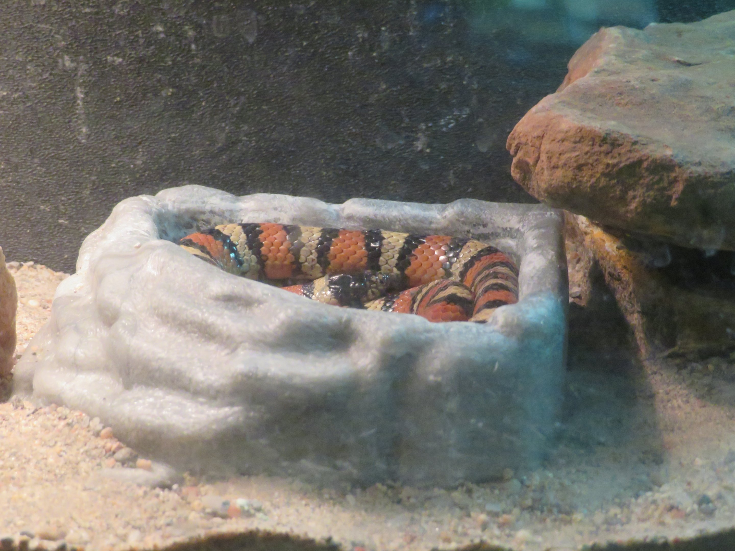 New Mexican Milk Snake