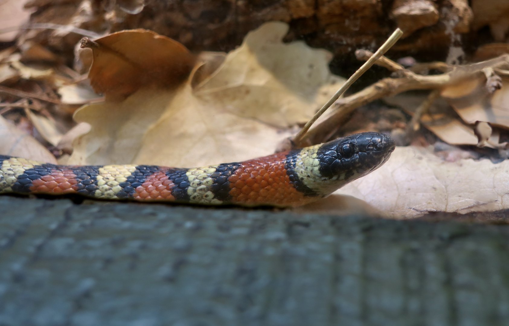 New Mexico Milk Snake (Lampropeltis triangulum celaenops)