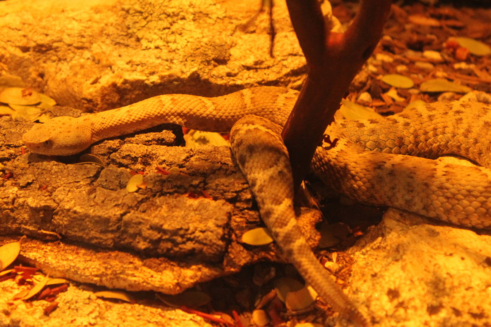 New Mexico Ridge-nosed Rattlesnake