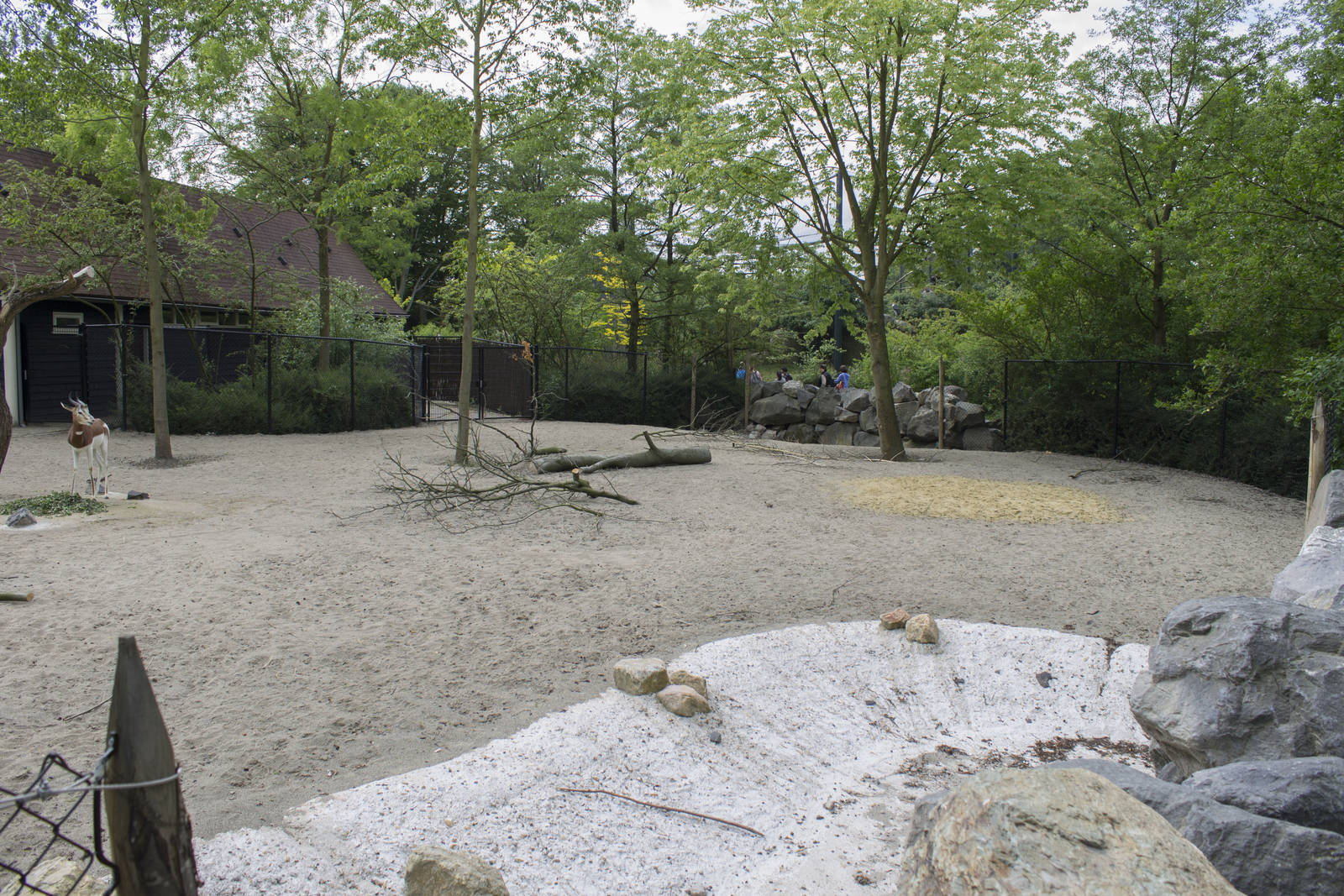 New mhorr gazelle enclosure