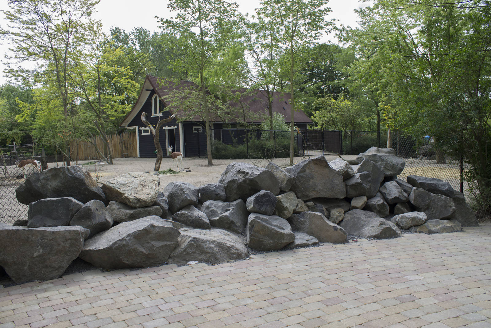 New Mhorr gazelle enclosure