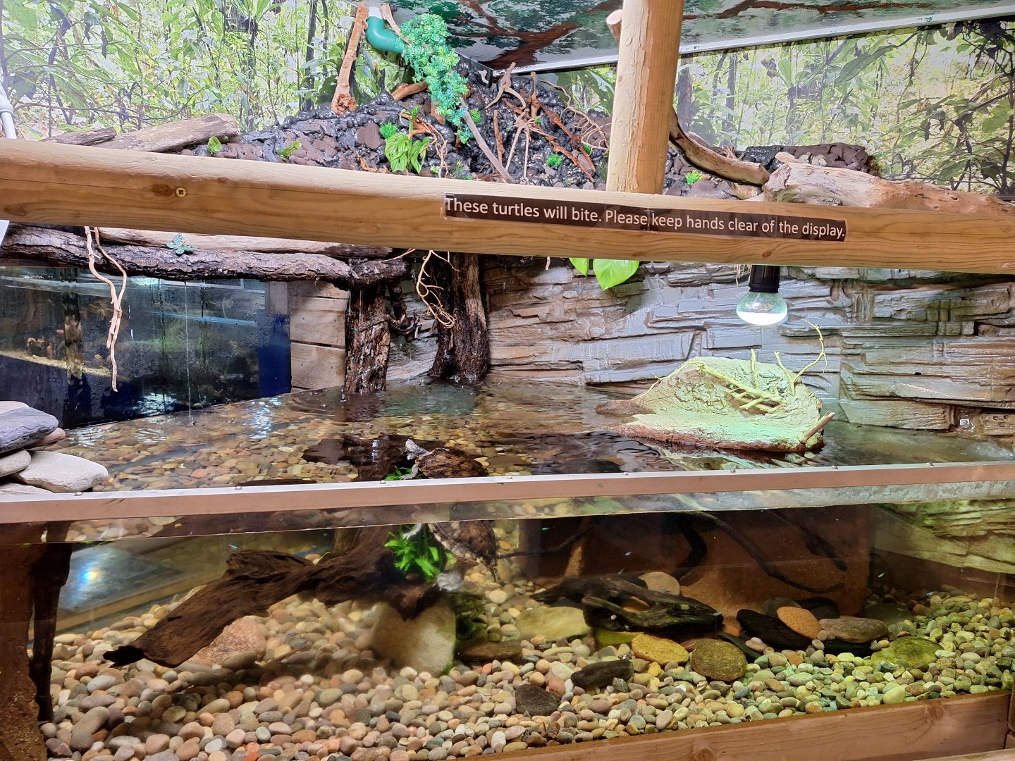 New Mississippi Map Turtle enclosure