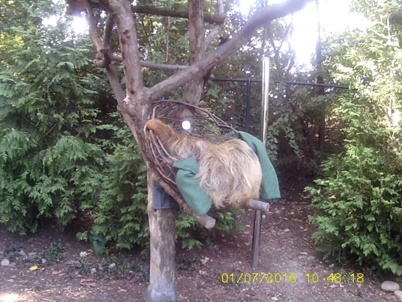 New! MISTery Park - Quinto (Hoffman's Two-toed Sloth)