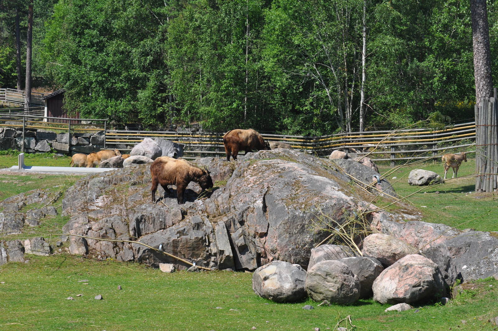 New mixed exhibit - Takin and Pere Davids Deer