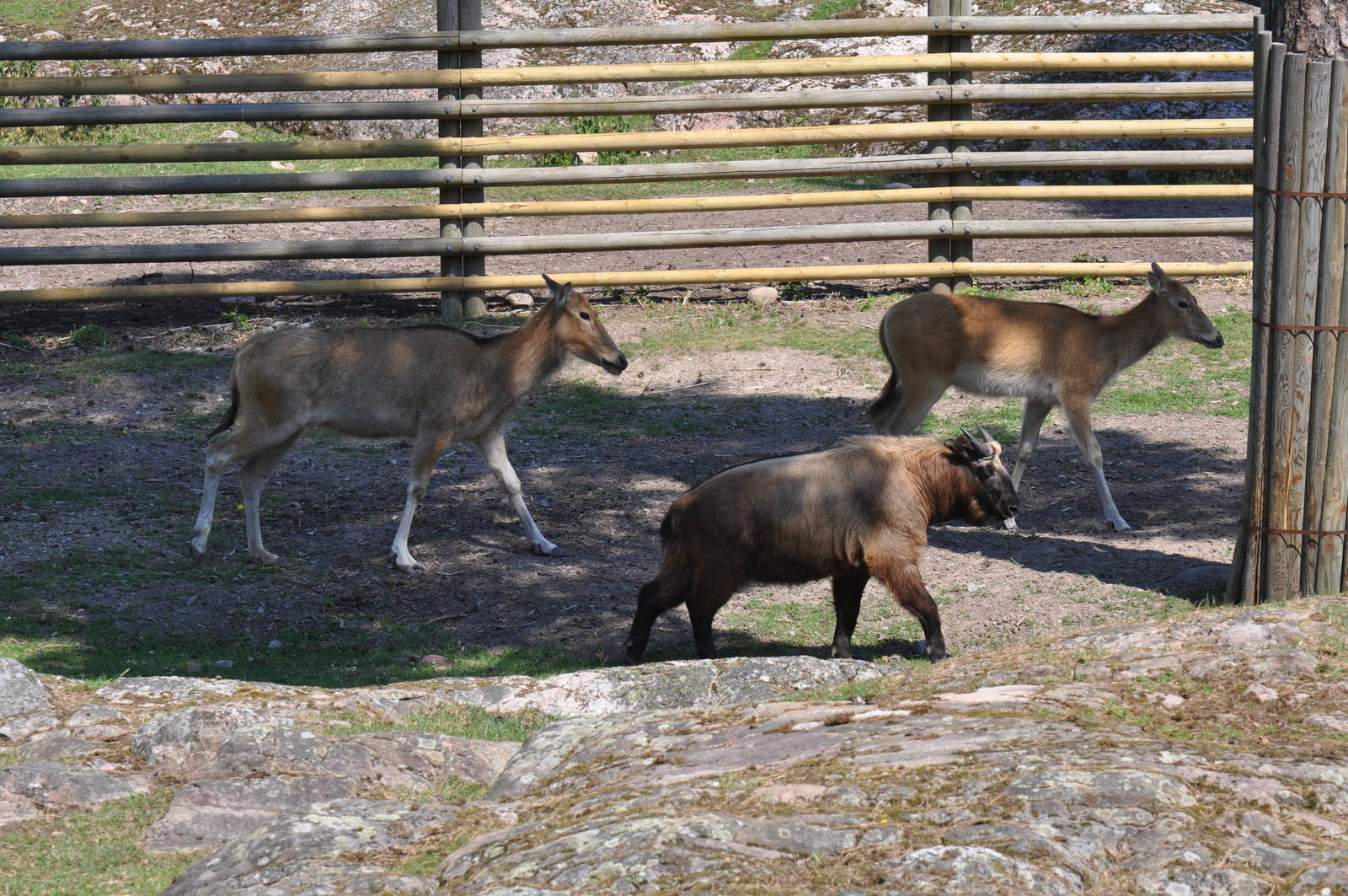 New mixed exhibit - Takin and Pere Davids Deer